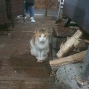 퇴촌 해피하우스 | [일상] 광주 퇴촌면 독채 에어비앤비 후기 '퇴촌 해피 하우스 펜션'