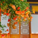성창사 | 수원 봉녕사 능소화