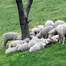 양떼목장 이미지