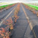 전의농장 이미지