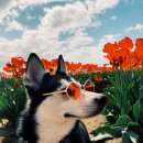 더편한동물병원 이미지