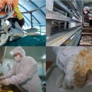 극한직업 명절선물 말린 찐 굴비, 전통 한과 | 강원 인제 굴비 공장, 강릉 한과 마을 전통한과 파는 곳...