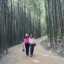 11.23. 담양 1여행.~관방제림 → 죽녹원 → 메타세쿼이아(헬로연수지기님 리딩) 이미지
