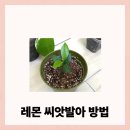 수경반점 | 레몬씨앗발아 하는법, 수침법으로 성공한 후기