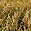 고능말로 이미지