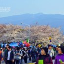 제주도 4월 축제 ☆☆ 이미지