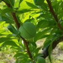 봉자농장 이미지