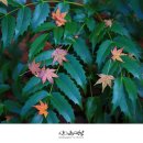 가을동화2 이미지