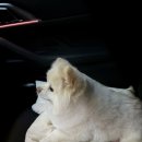 모랑펫살롱 이미지