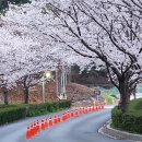 선암공원 | 2026년 봄_울산 선암호수공원 벚꽃과 신록 '26.4.1(수)