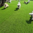 파파퍼피 DOG하우스 이미지