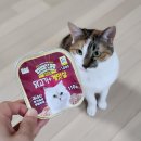 고양이캔 + 푸르미 몬스터 굿 라이프(닭고기+게맛살,황태,연어,참치)다이소 쟁여템
