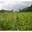 대화농장 이미지