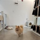 살랑애견미용실 이미지