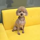 오늘도 해맑개 이미지