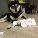 멍이와냥이 이미지