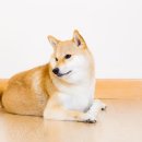 동행동물병원 이미지
