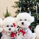 디어 마이 독 이미지