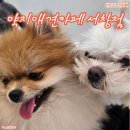 약지애견카페 서창점 | 귀여움 가득 인천 상주견카페 &#34;약지애견카페 서창점&#34;