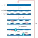 중합효소연쇄반응 - DNA를 수백만 배로 증폭하는 기술 이미지