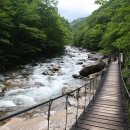 코코팬션 이미지