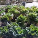 김장 배추 이미지