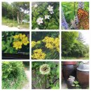 곰배령마루 이미지