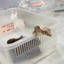 크레중독 | 시흥 정왕동 크레스티드게코 분양 크레중독에서 릴리 화이트 입양한 날