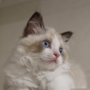 펫스토리 이미지