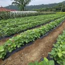 청자농장 | 서리태콩 청자5호 성장 생육 재배 현황 7월중순