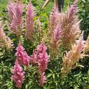 요산공원 | 전북 임실 옥정호 출렁다리, 붕어섬 생태공원, 요산공원 방문 후기