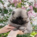 울산 강아지분양 미유펫 | 포항강아지분양 미유펫 보람찬 분양 후기