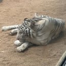 친환경 바구니짜기(심화) | 치앙마이 나이트 사파리 완벽 정복기: 대기 없는 관람 꿀팁과 생생 후기