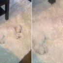 젤리댕댕이 이미지