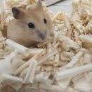 패러그린샵 동래점 이미지