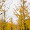 은행나무 이미지