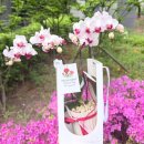 디자인피우다 | 지축역 꽃집 추천 피우다,꽃 어버이날 꽃 화분(가격,포장,만족도)후기