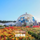 섬꽃 | 거제여행 가볼만한곳 식물원에서 열리는 섬꽃축제 후기