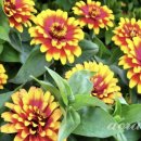 메리골드 이미지