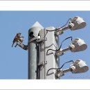 터줏대감 이미지