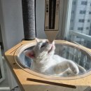 Wiz-Pet 동물병원 | 심장병고양이 반려동물소변검사 Cym702 Pet 심박수가 높아져서 사용해봤어요! (건강검진 홈키트)