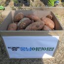 웅남어린이집 텃밭 고구마 수확했어요^^ 이미지
