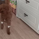 보라매웰종합동물병원 이미지