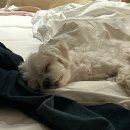 매곡천 자전거길L | 강릉 애견동반 가볼만한 곳, 여행 코스 l 둘쨋날 경포생태저류지, 주문진수산시장 등