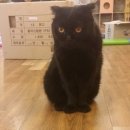 고양이다락방 이미지