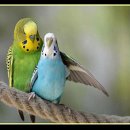 이쁘지요 이미지