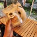 꽃댕이 멍집사 이미지