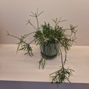 파리바게뜨 포항유강점 이미지