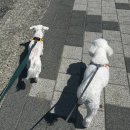 멍탑방 이미지