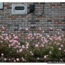 인천공항초교 신도분교 이미지